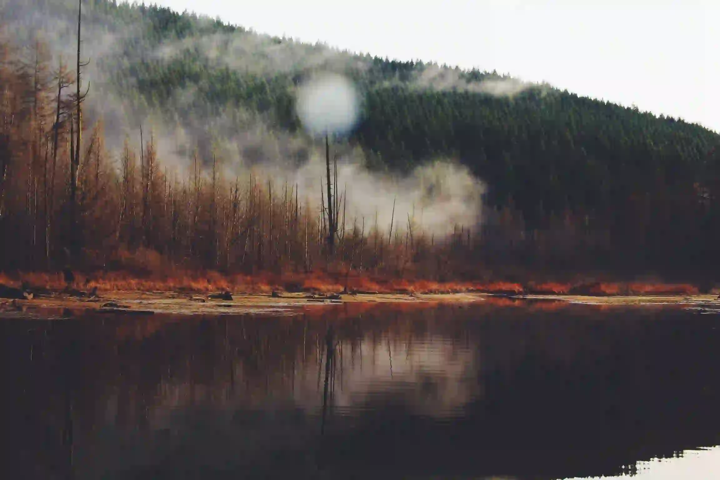 A forest in the morning behind a image of a website